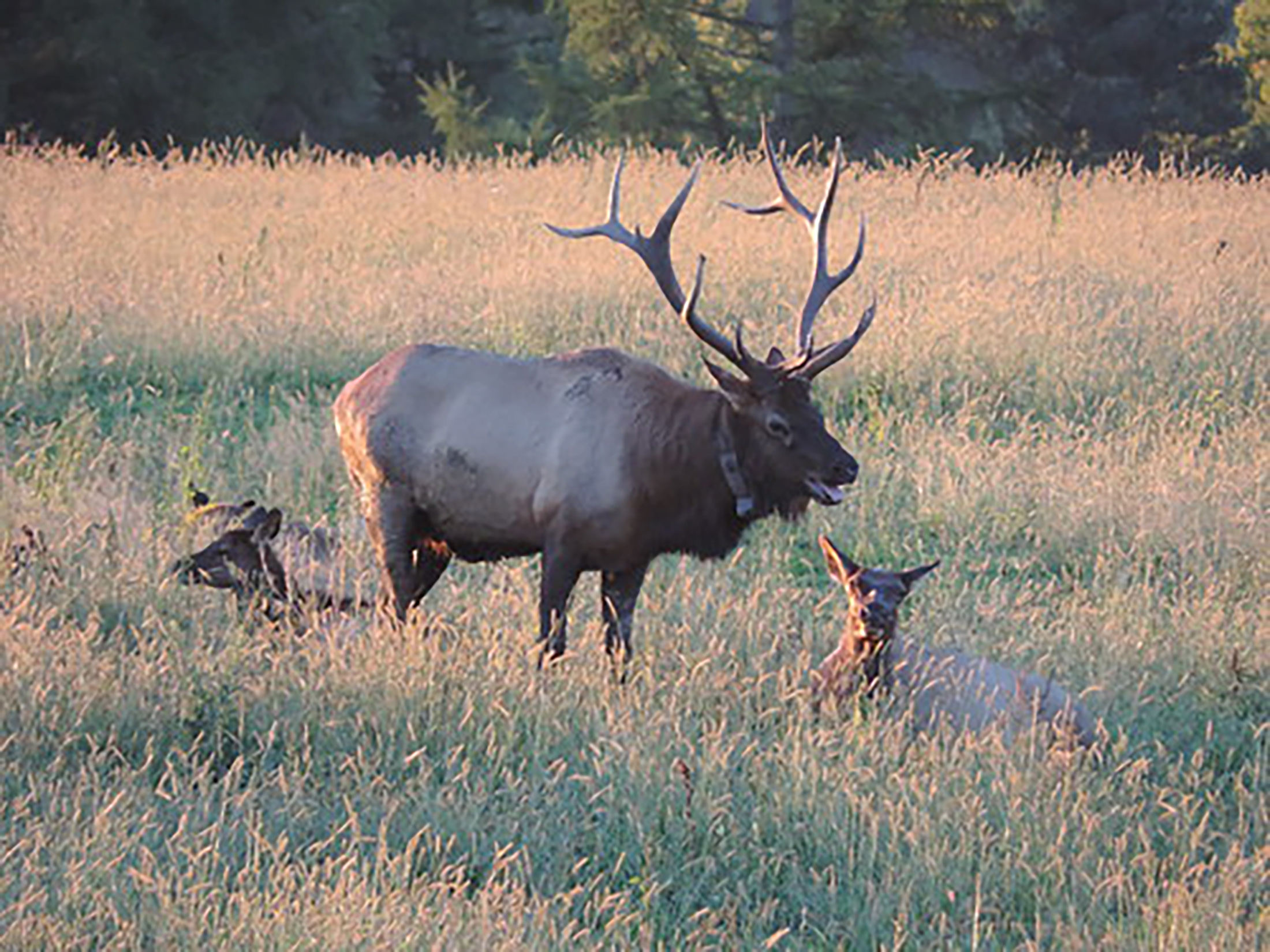 Audubon presents Family Elk Program with virtual presentations News